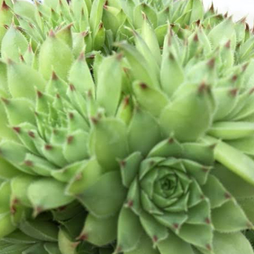 Sempervivum 'Tip Top' 